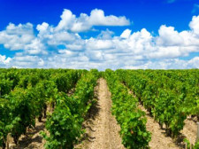 Barossa Valley Wines, Australia Food & Wine